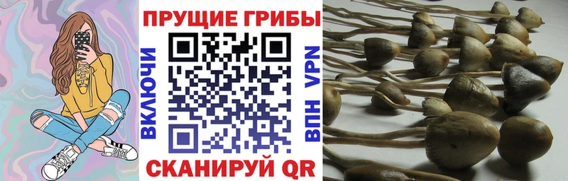 darknet клад Первоуральск Галлюциногенные грибы Magic Shrooms
