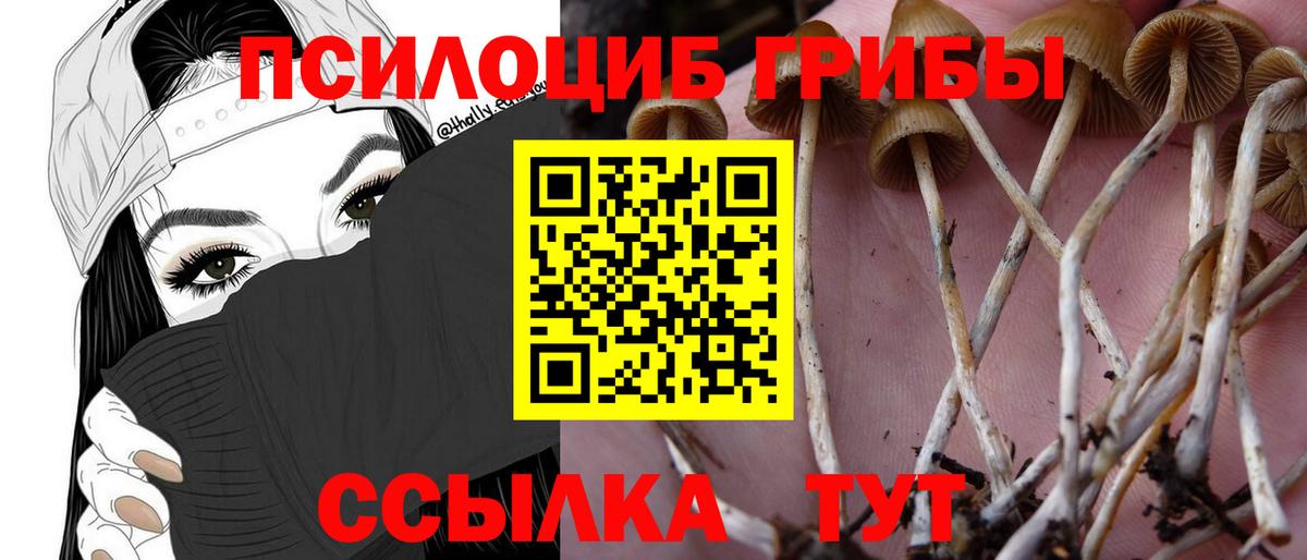 Псилоцибиновые грибы Psilocybine cubensis Первоуральск